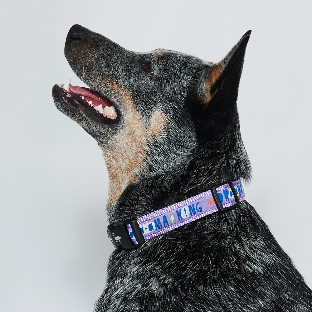 Ошейник для собаки DRAMA KING