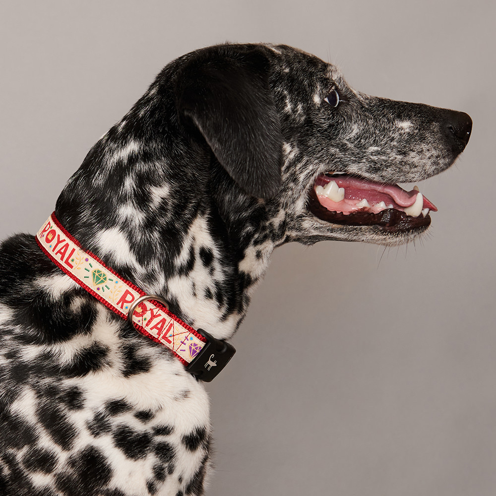 Ошейник для собаки КОРОЛЕВСКИЙ
