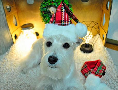 PUPPIA Колпак для собак новогодний Santa красная клетка