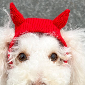 WonderWoof Шапочка "Little devil"