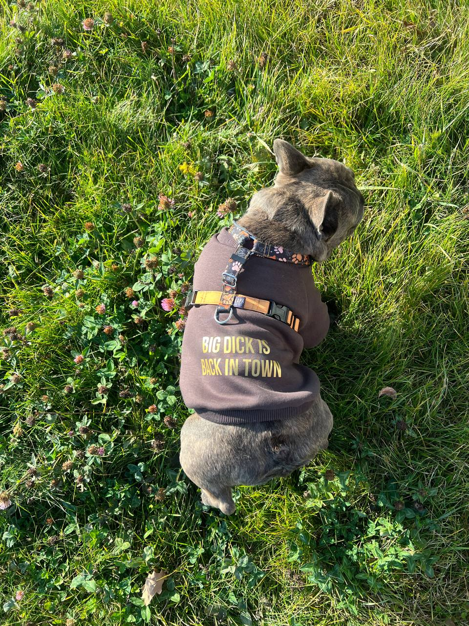 WonderWoof Свитшот "Big Dick"