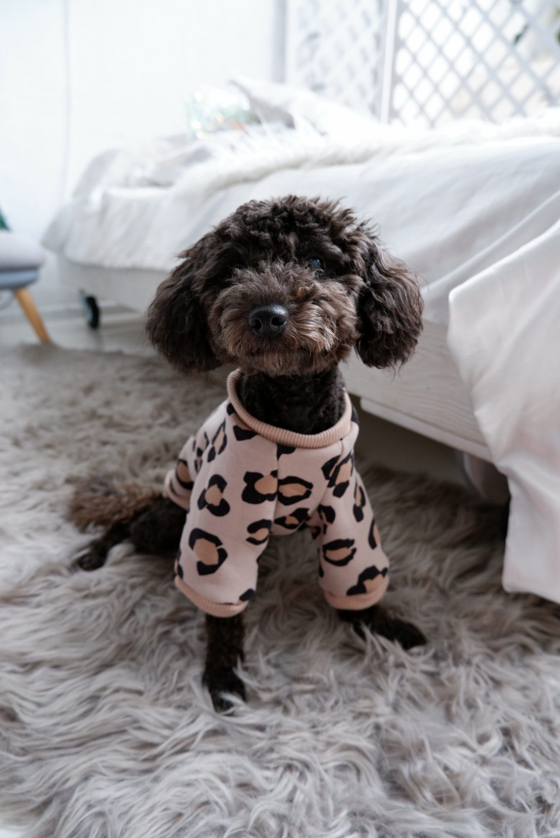 WonderWoof Свитшот "Leo"