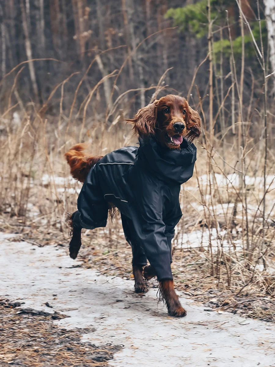 Banana dog Комбинезон, черный,