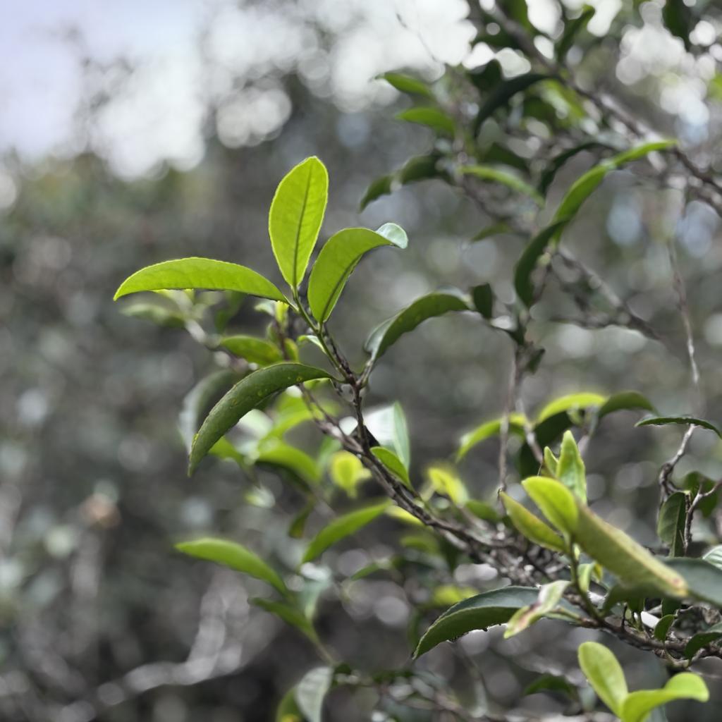 Дань Цун Цю Юй (8г х 7шт)