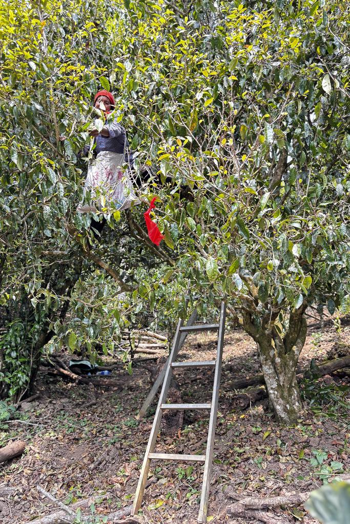 Мэнхайский дроп 2026 (65г)