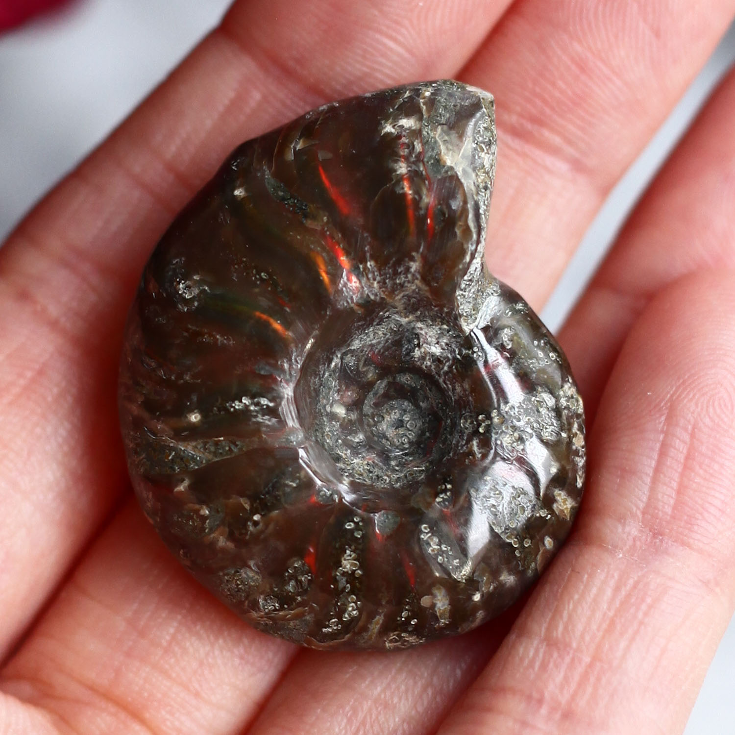 Аммонит с перламутром