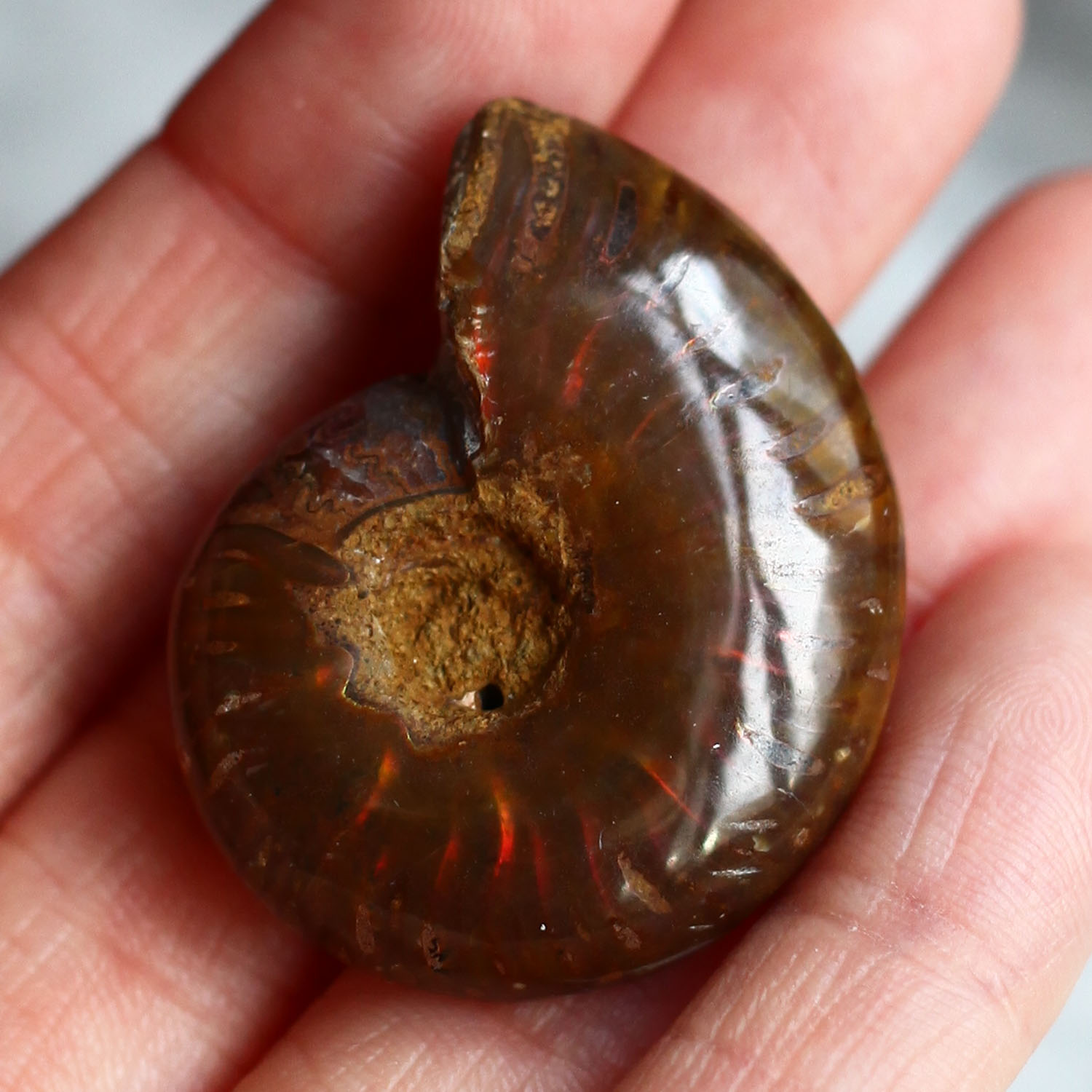 Аммонит с перламутром