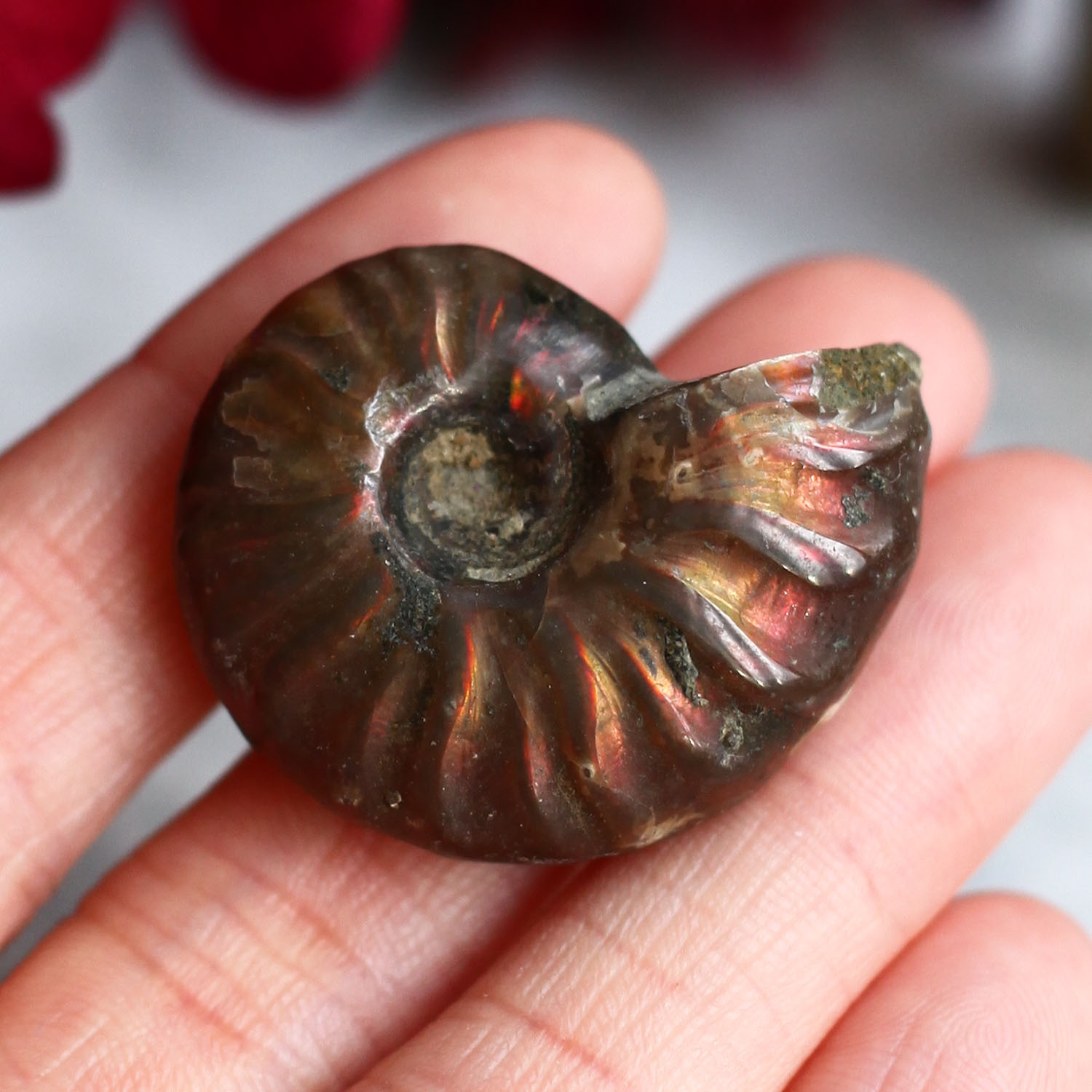 Аммонит с перламутром