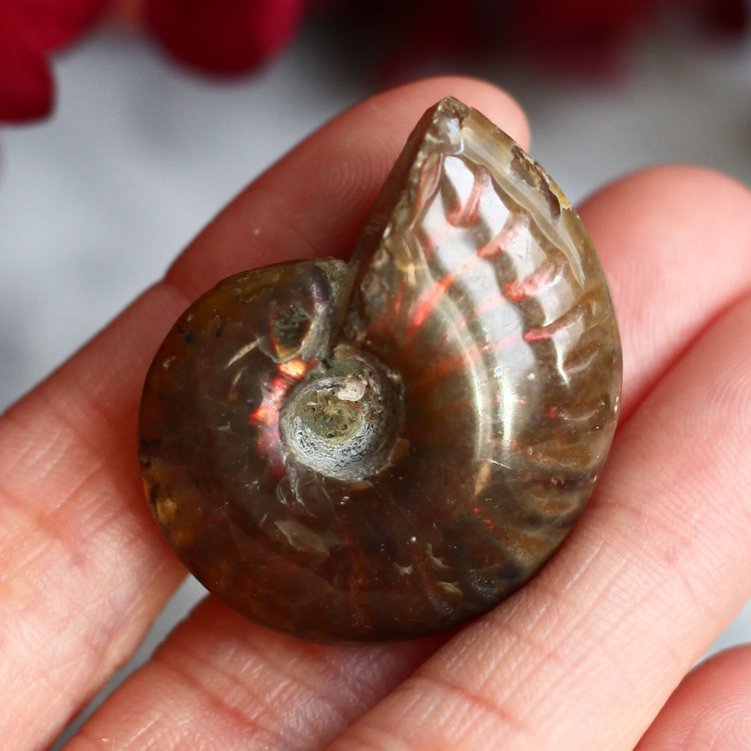 Аммонит с перламутром