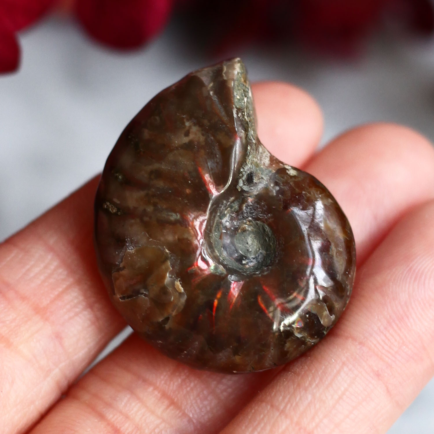 Аммонит с перламутром