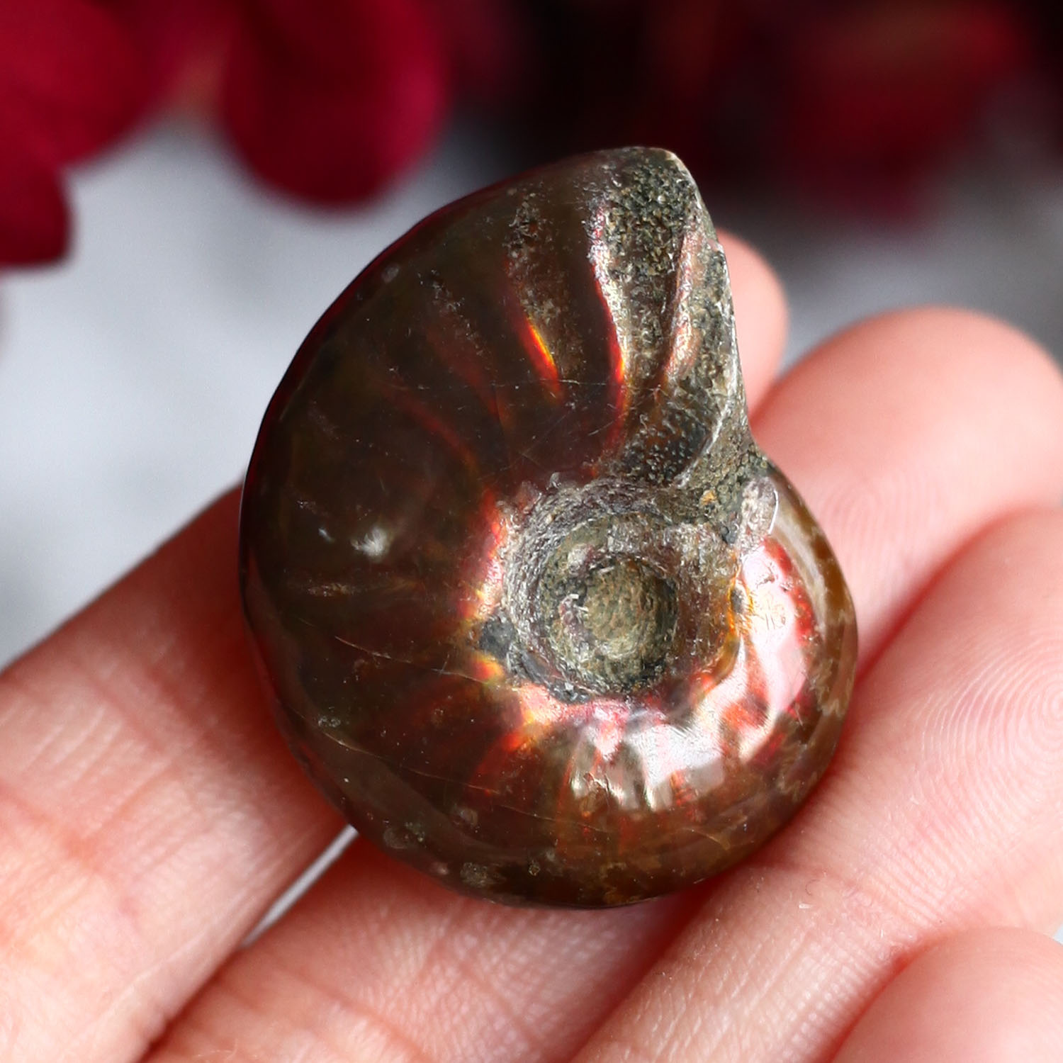 Аммонит с перламутром