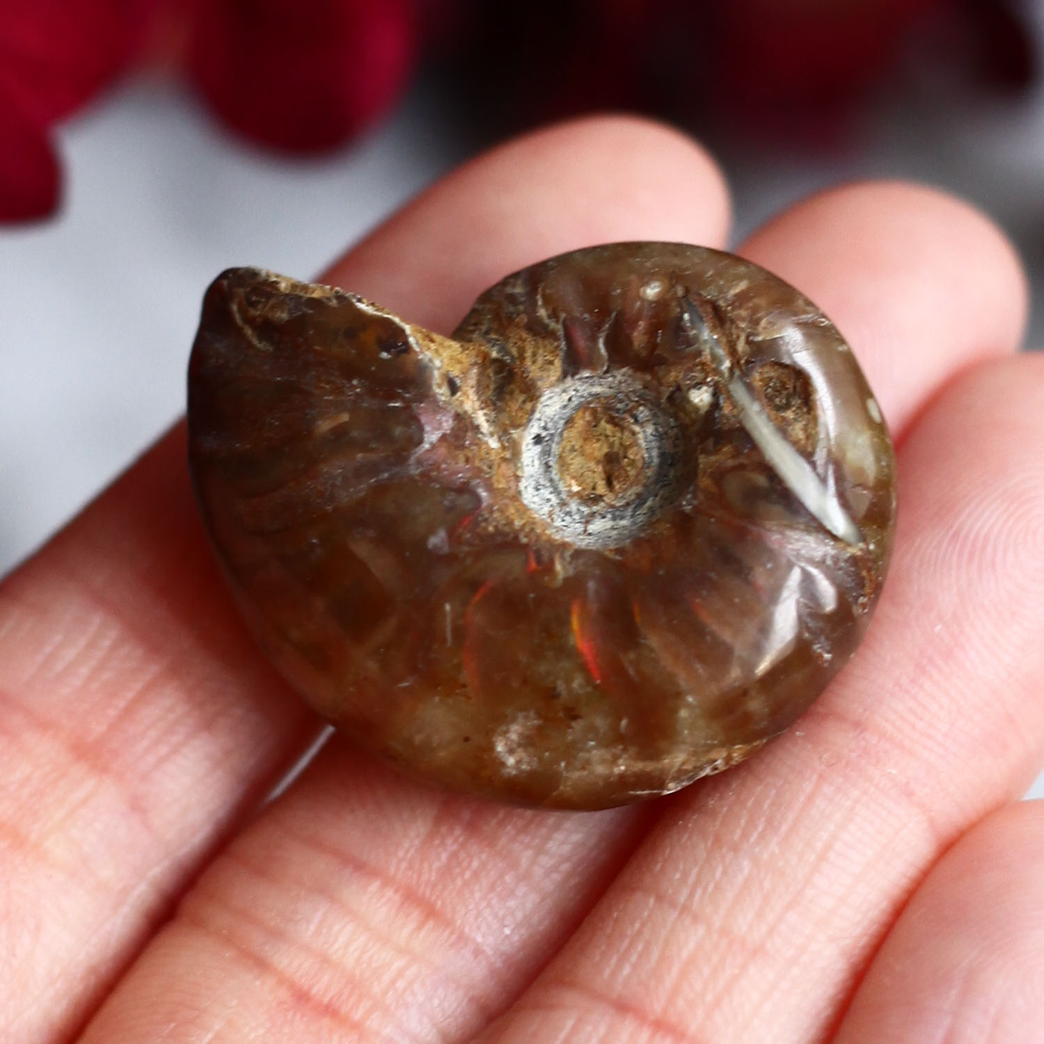 Аммонит с перламутром