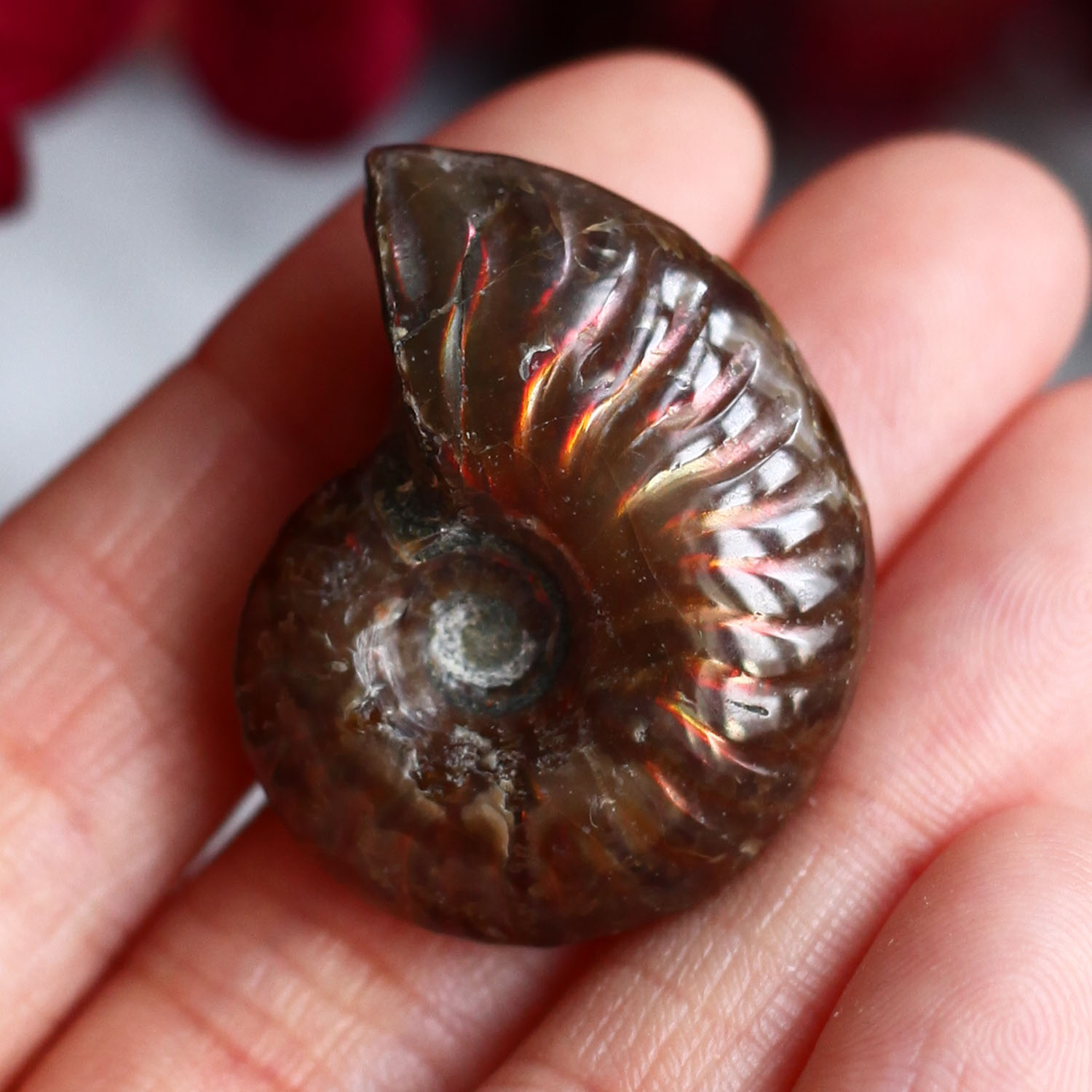 Аммонит с перламутром