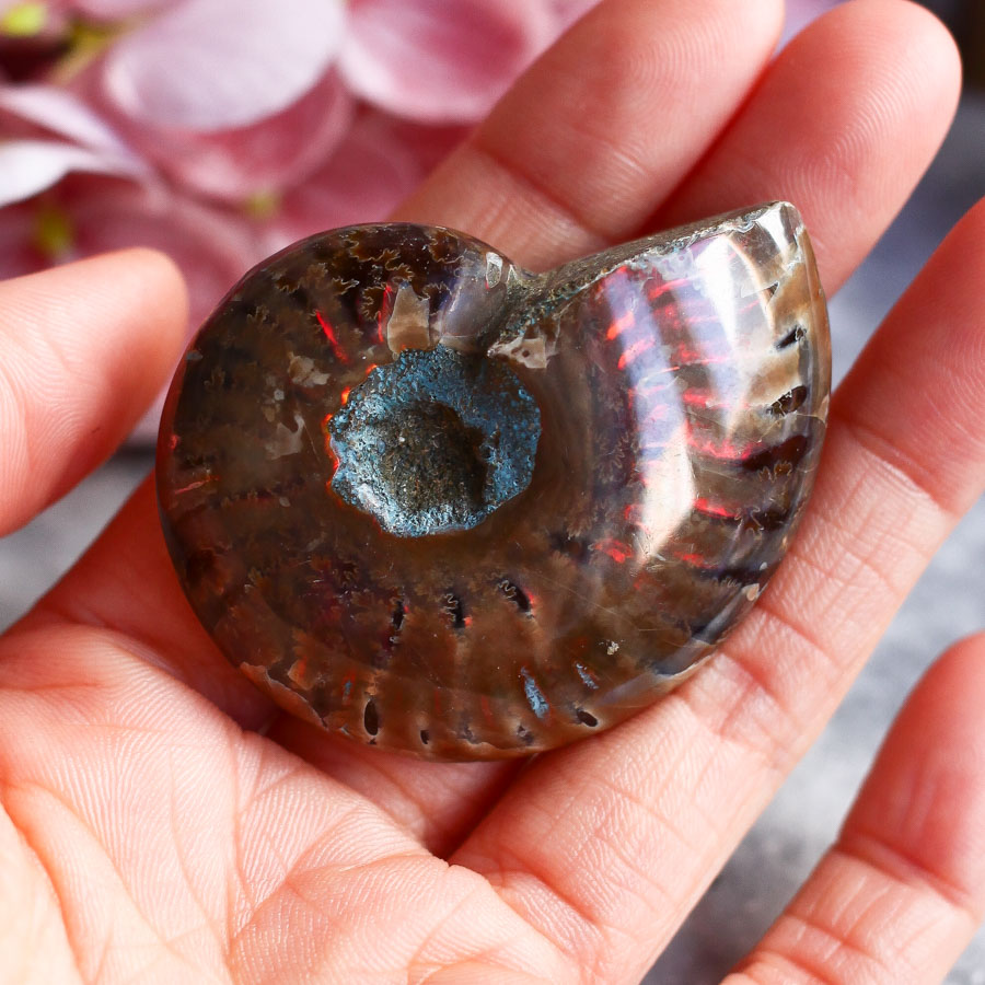 Аммонит с перламутром