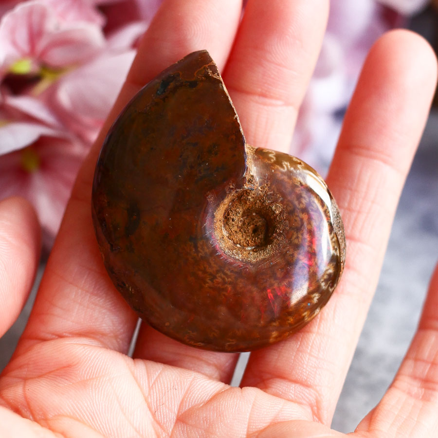 Аммонит с перламутром