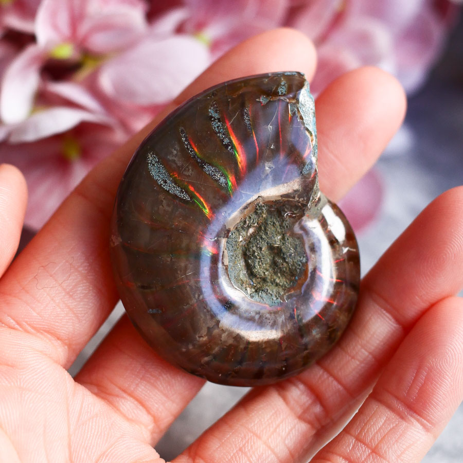 Аммонит с перламутром