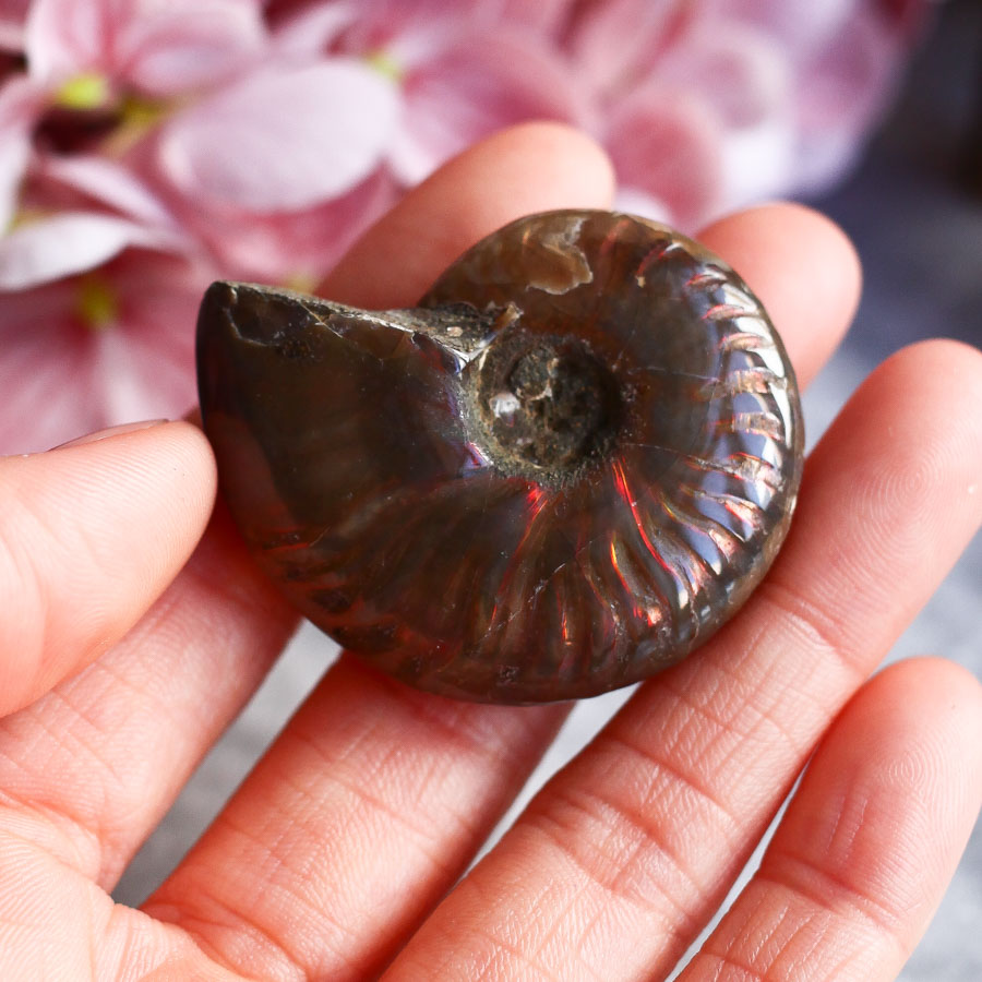 Аммонит с перламутром