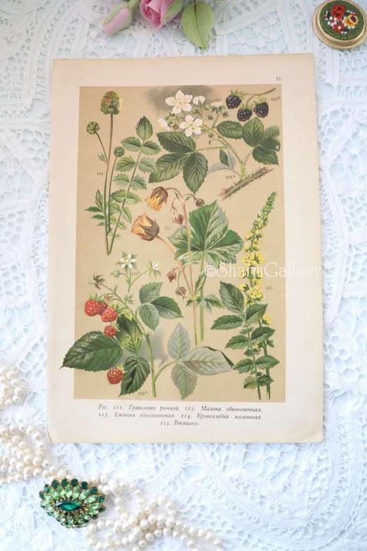 Антикварная хромолитография из ботанического атласа 1896г.