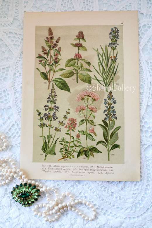 Антикварная хромолитография из ботанического атласа 1896г., лист №53.