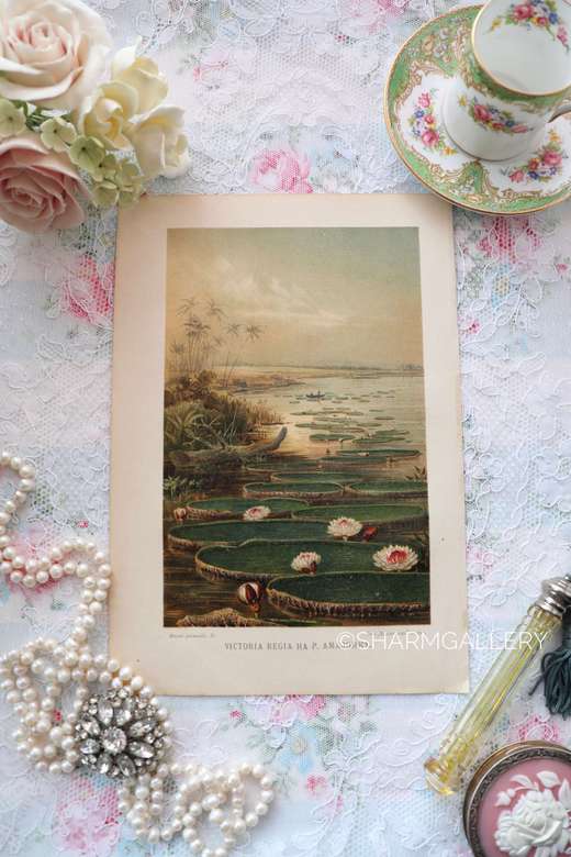 Антикварная хромолитография №6. Кернер фон-Марилаун, А. Жизнь растений.