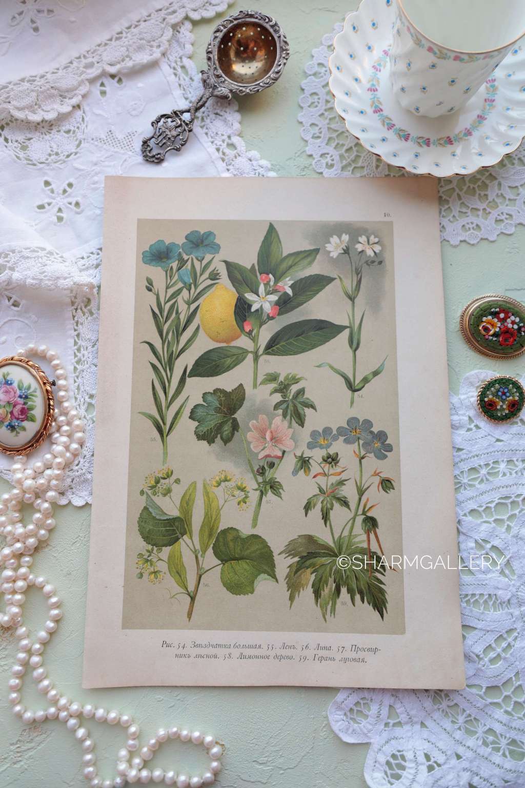 Антикварная хромолитография №10. Ботаническая иллюстрация, 1916г.