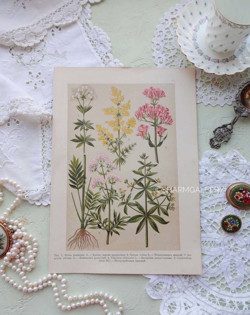 Антикварная хромолитография №11. Ботаническая иллюстрация, 1916г.