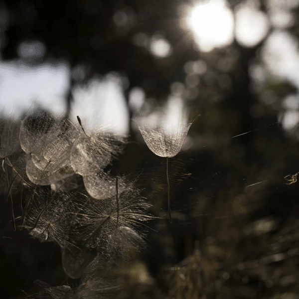 Пресет "Dacha free"