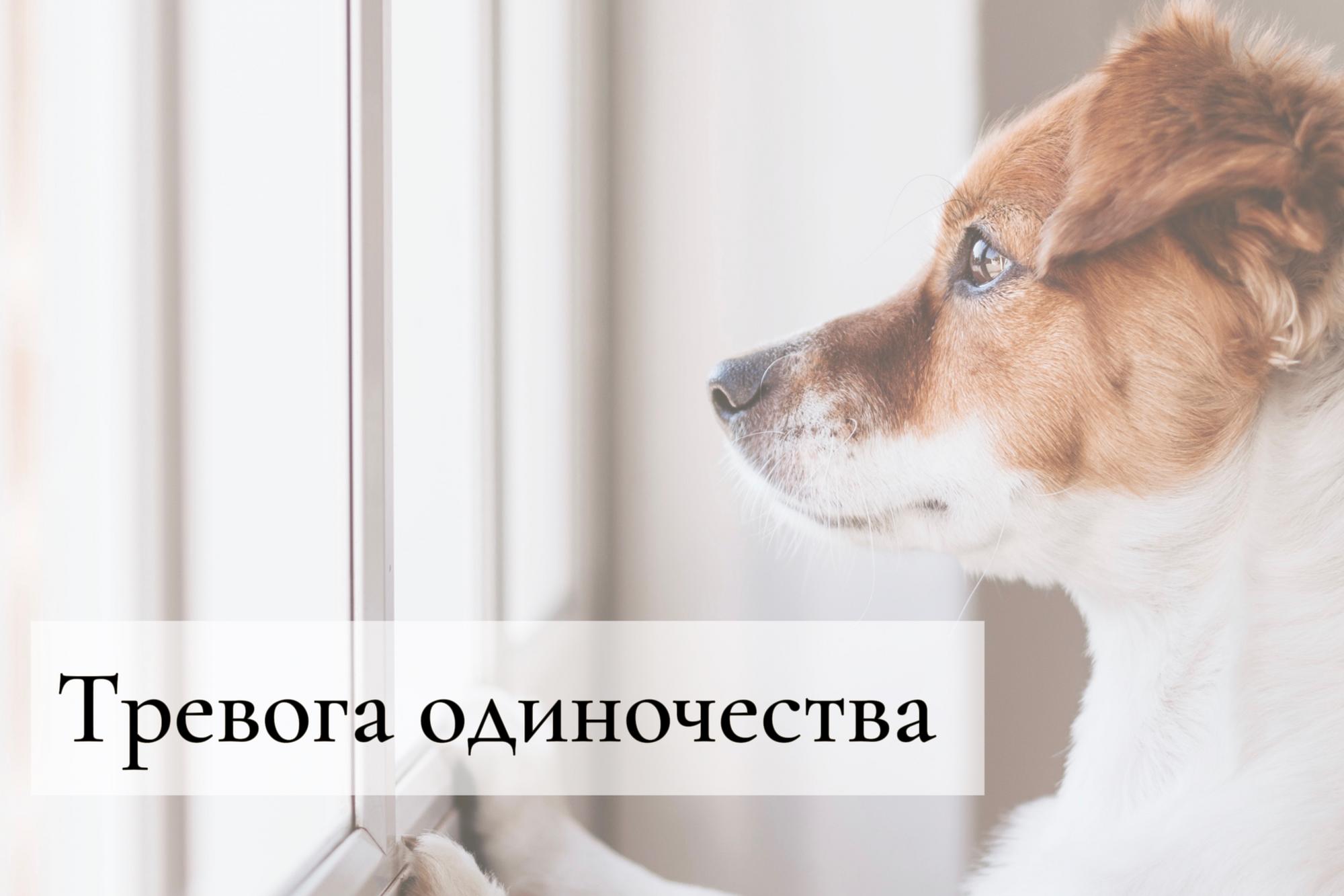Гайд "Тревога одиночества"