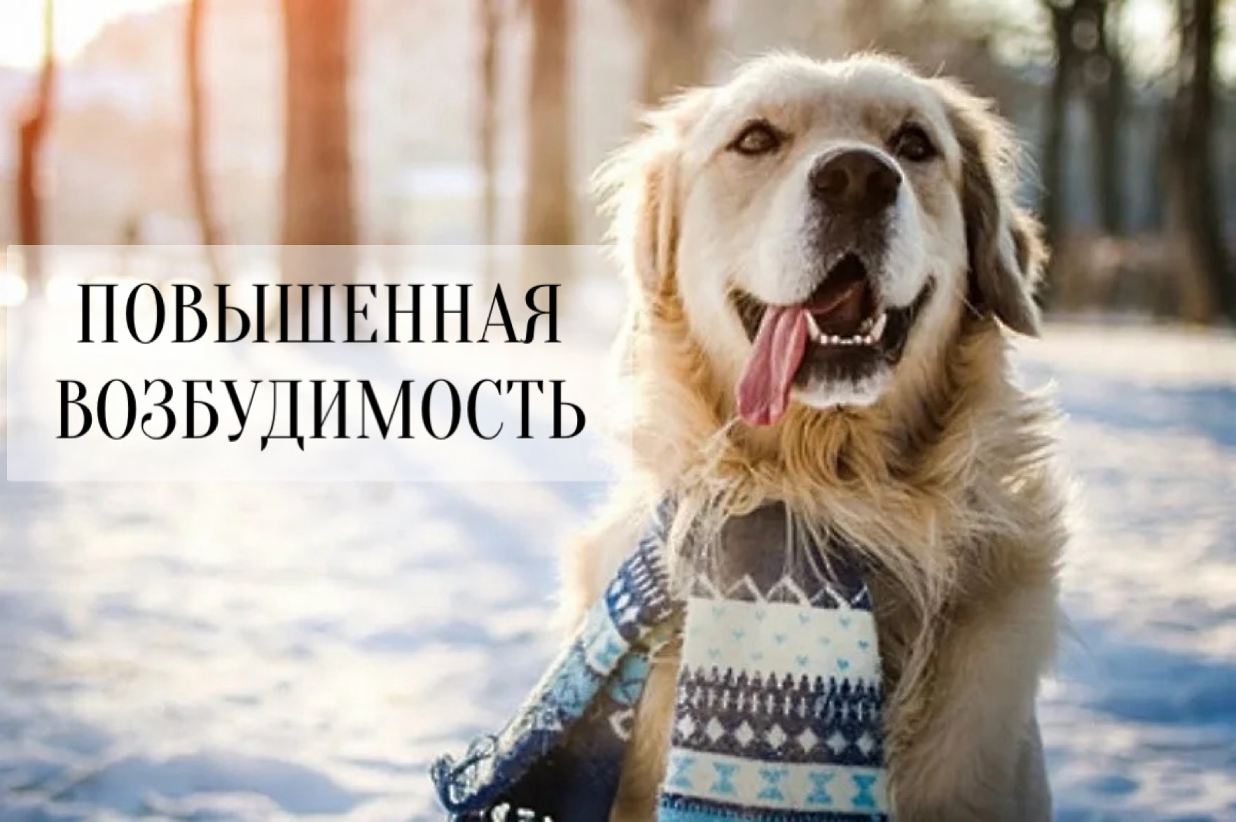 Серия вебинаров "Повышенная возбудимость собак"
