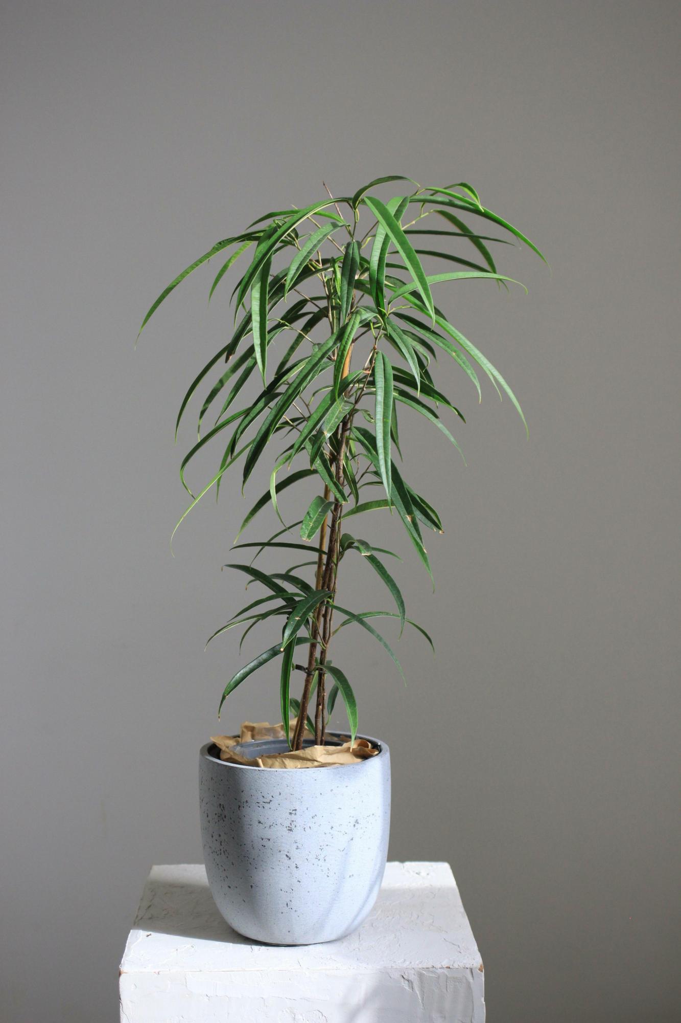 Фикус биннедика