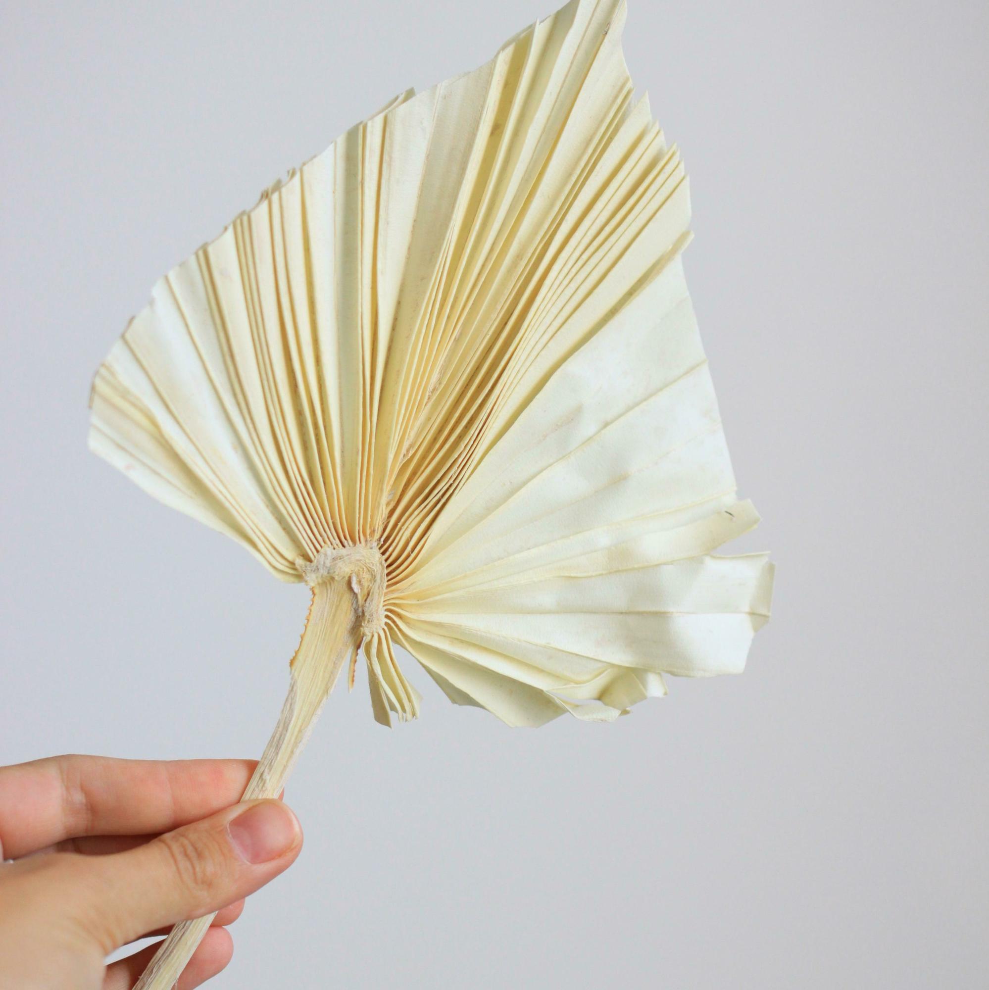 Ветки пальм выбеленные