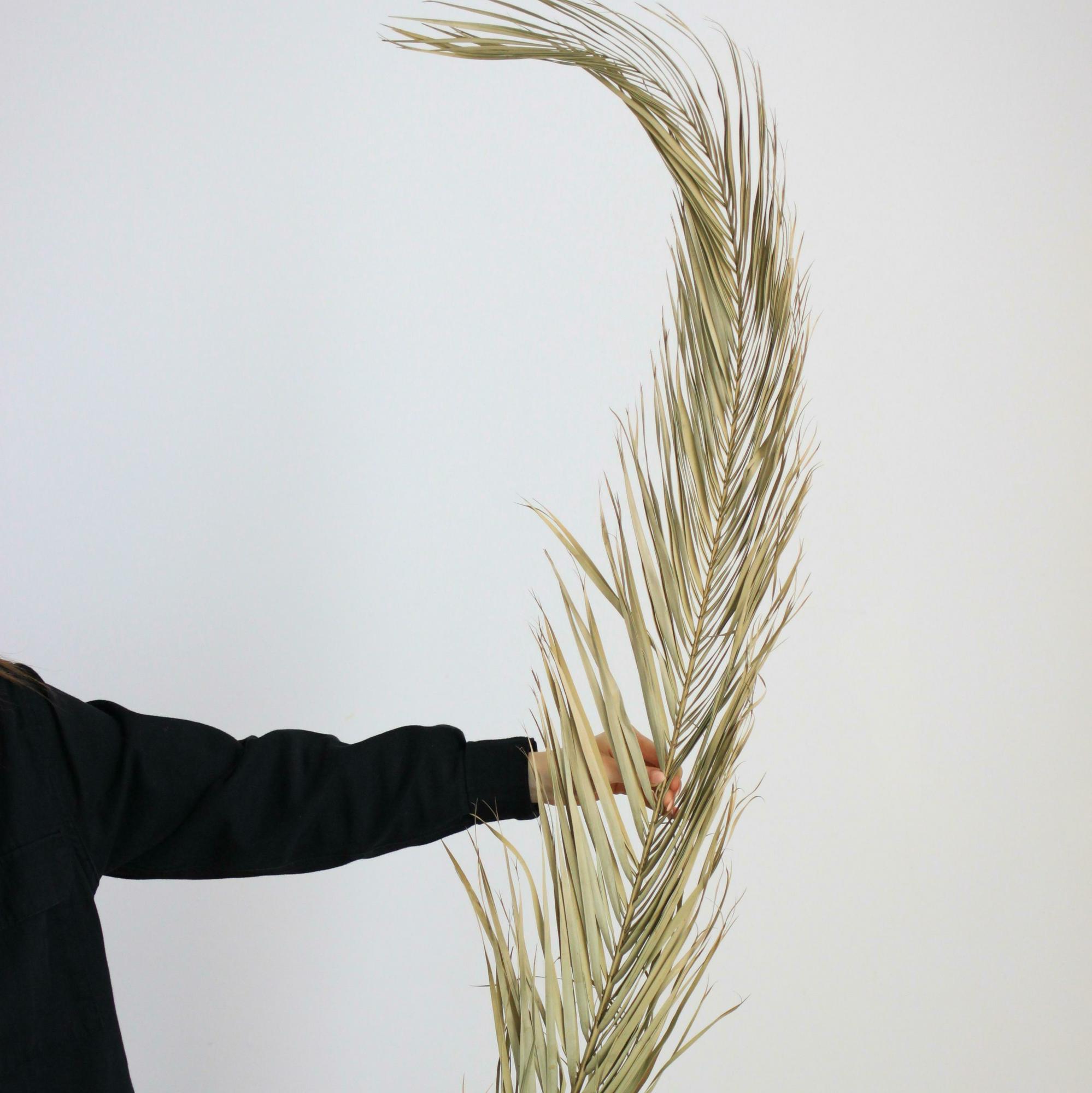 Пальма 160 см