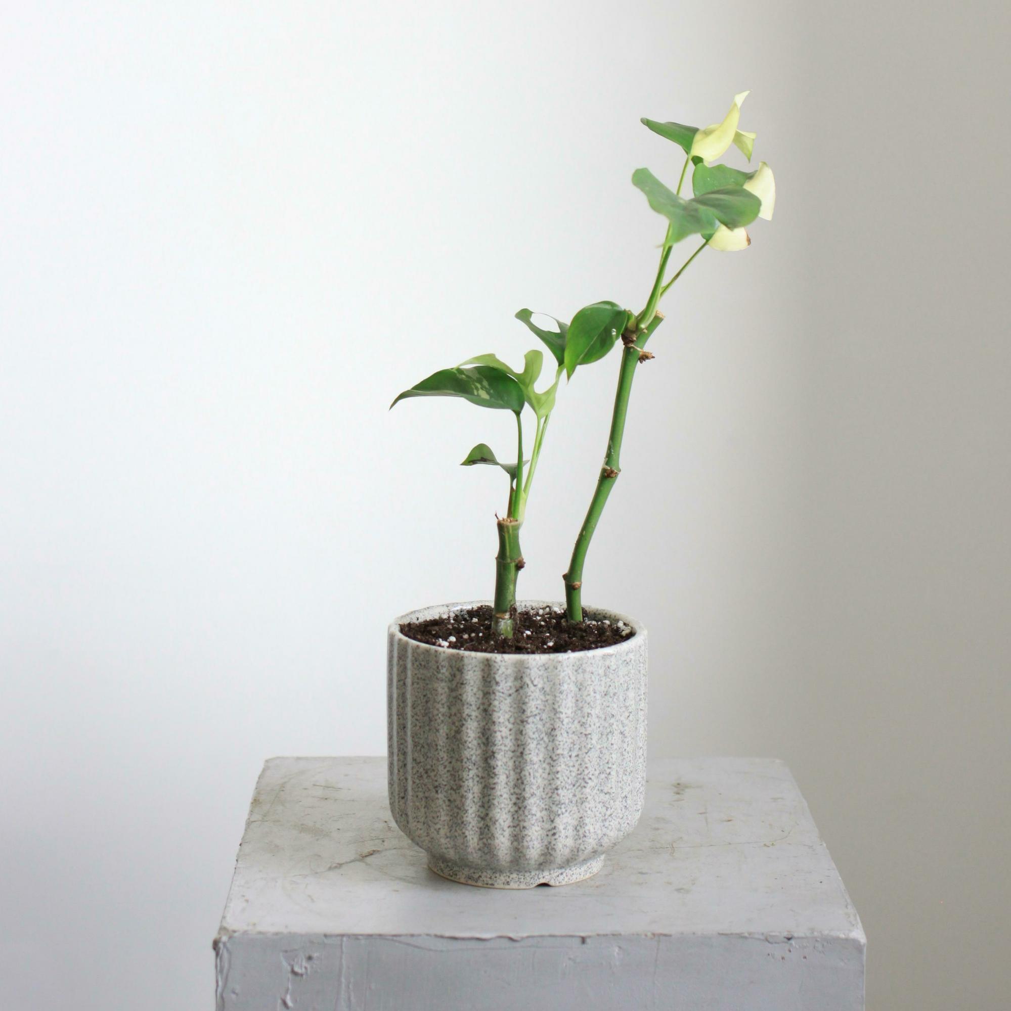 Монстера Вариегатная мини