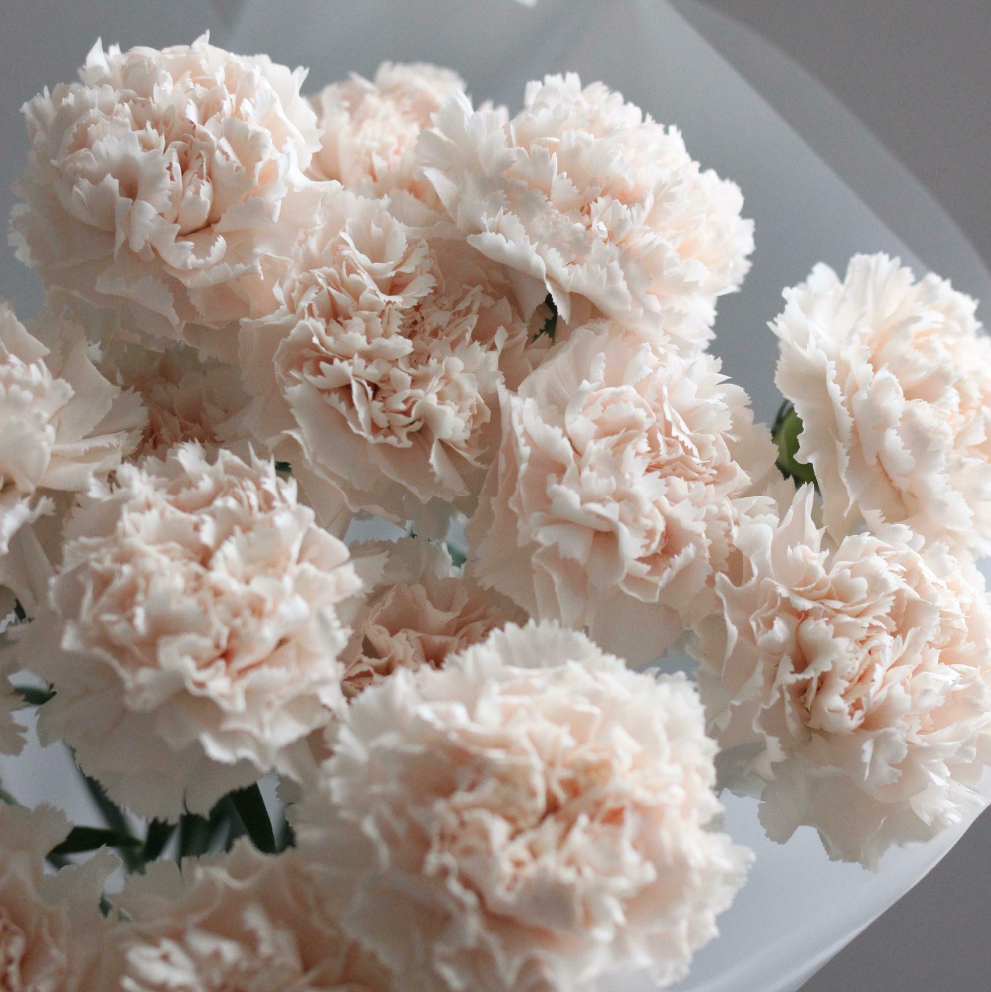 Нежный букет гвоздик