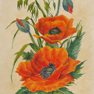 цветы акварель натюрморт маковая красная пара 118