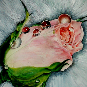 цветы акварель натюрморт розовая роза на морозе капли росы 134