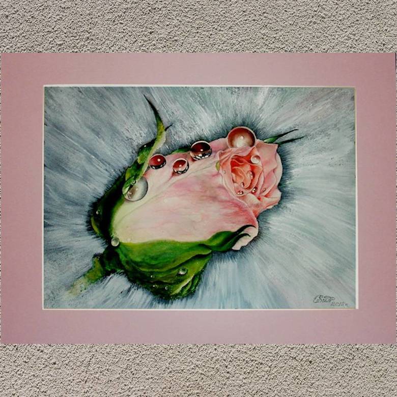 цветы акварель натюрморт розовая роза на морозе капли росы 134