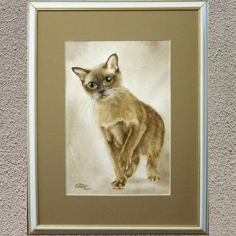 Бурманская кошечка № 246