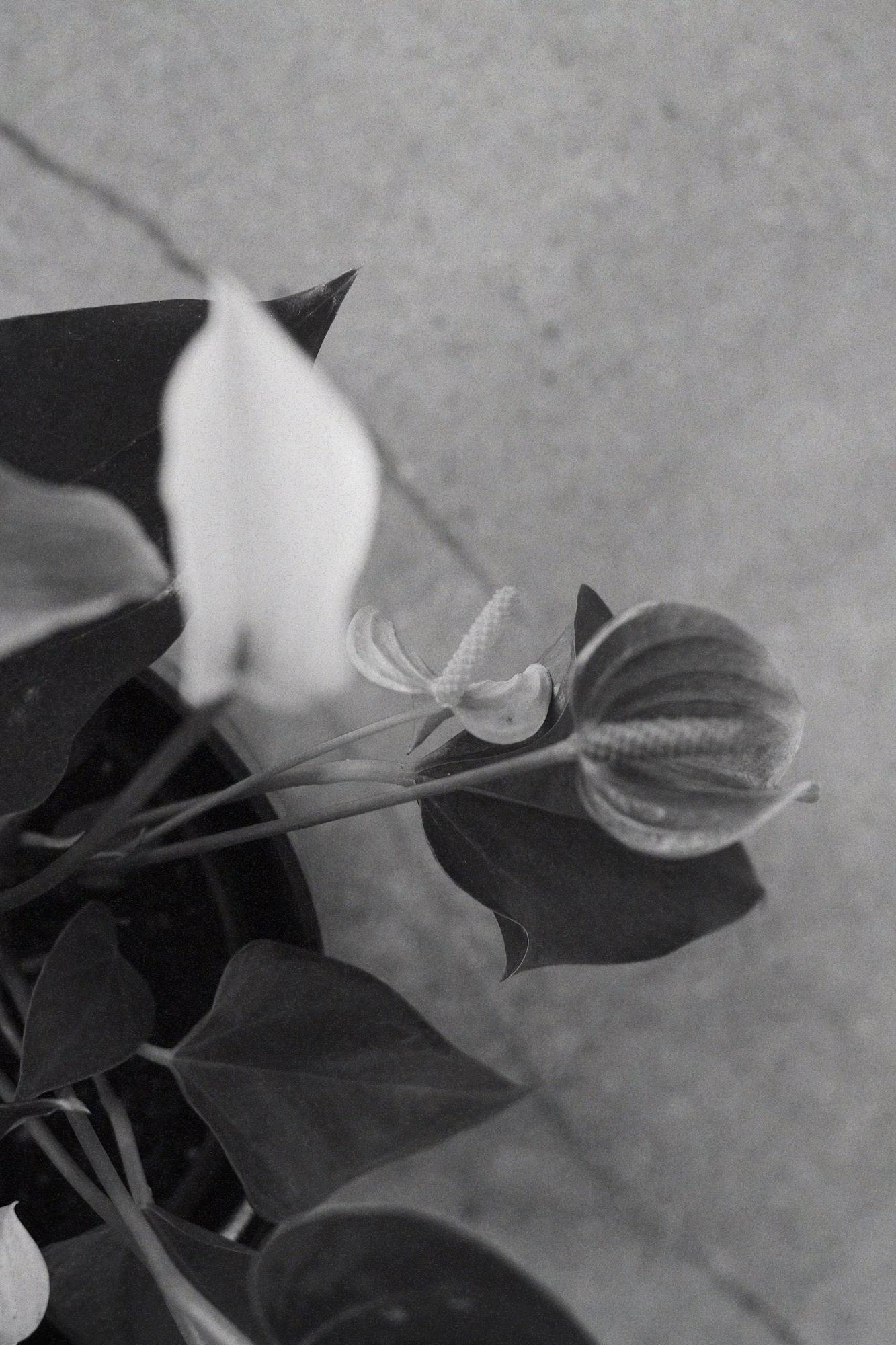 Антуриум Джоли