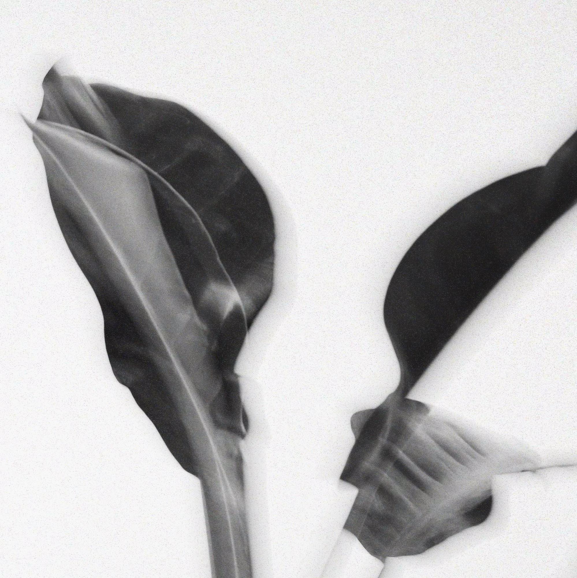 Филодендрон Ред Сан