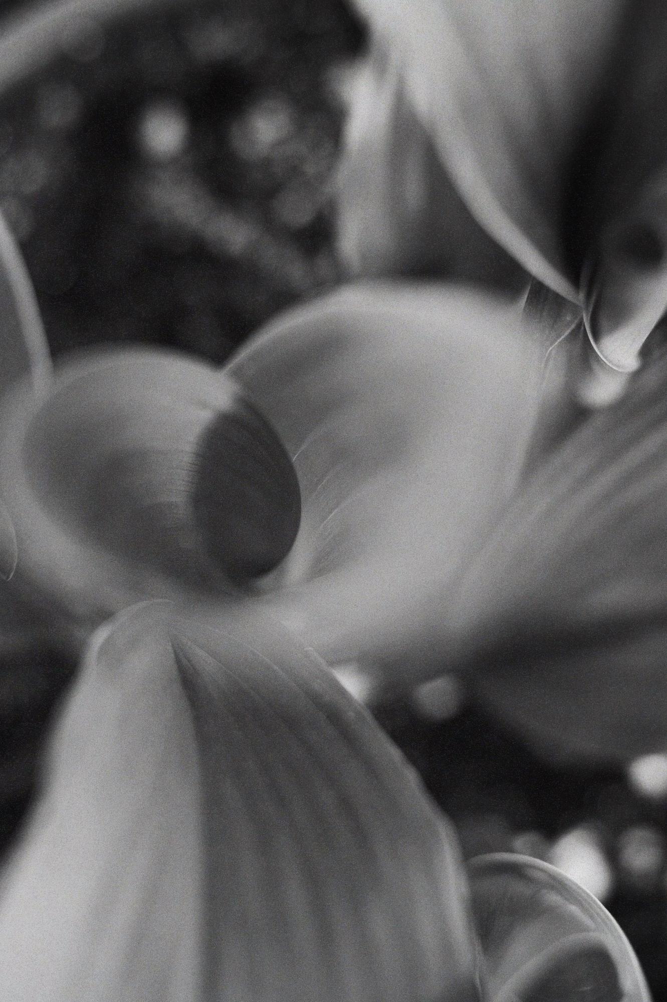 Аспидистра