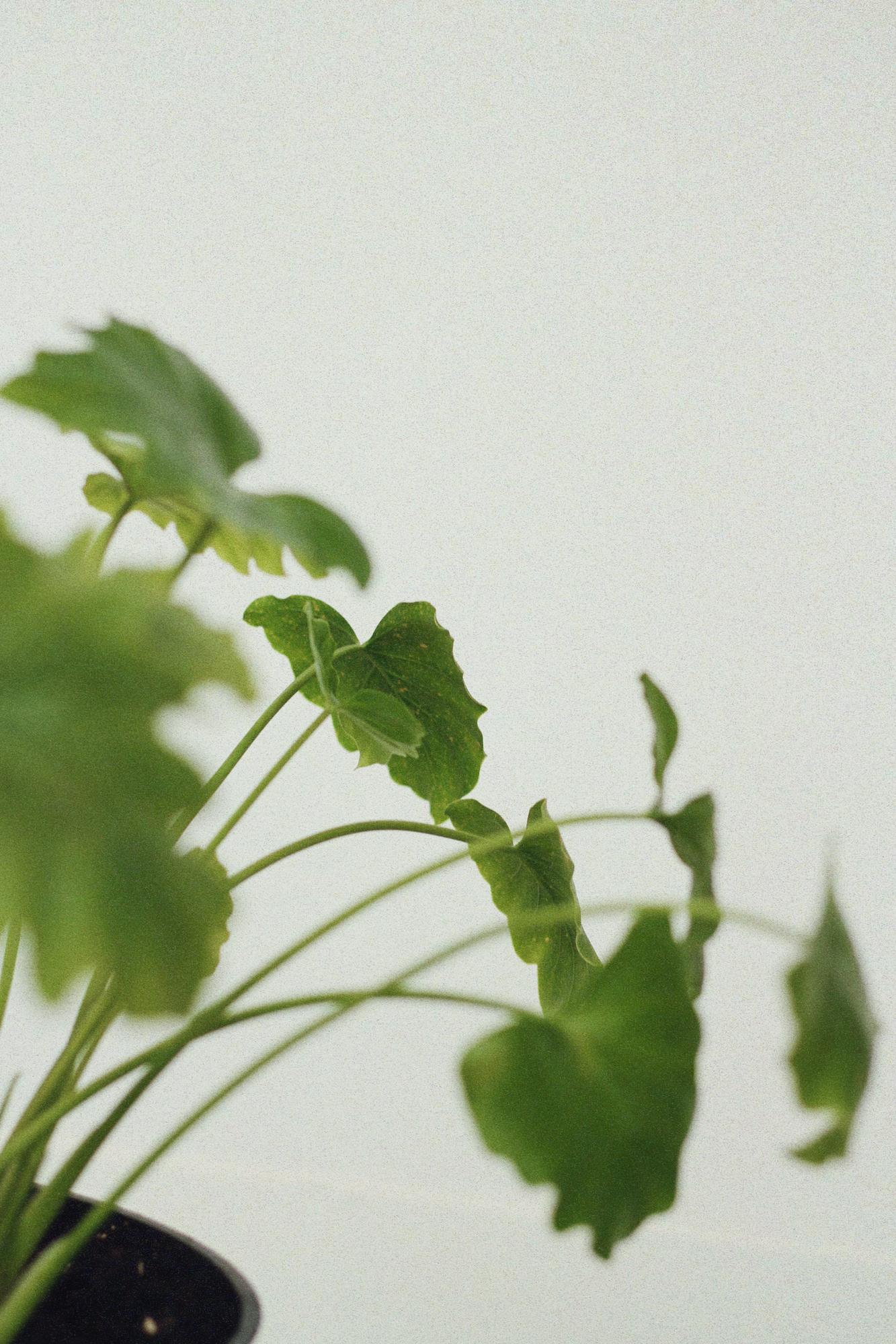 Филодендрон Ксанаду