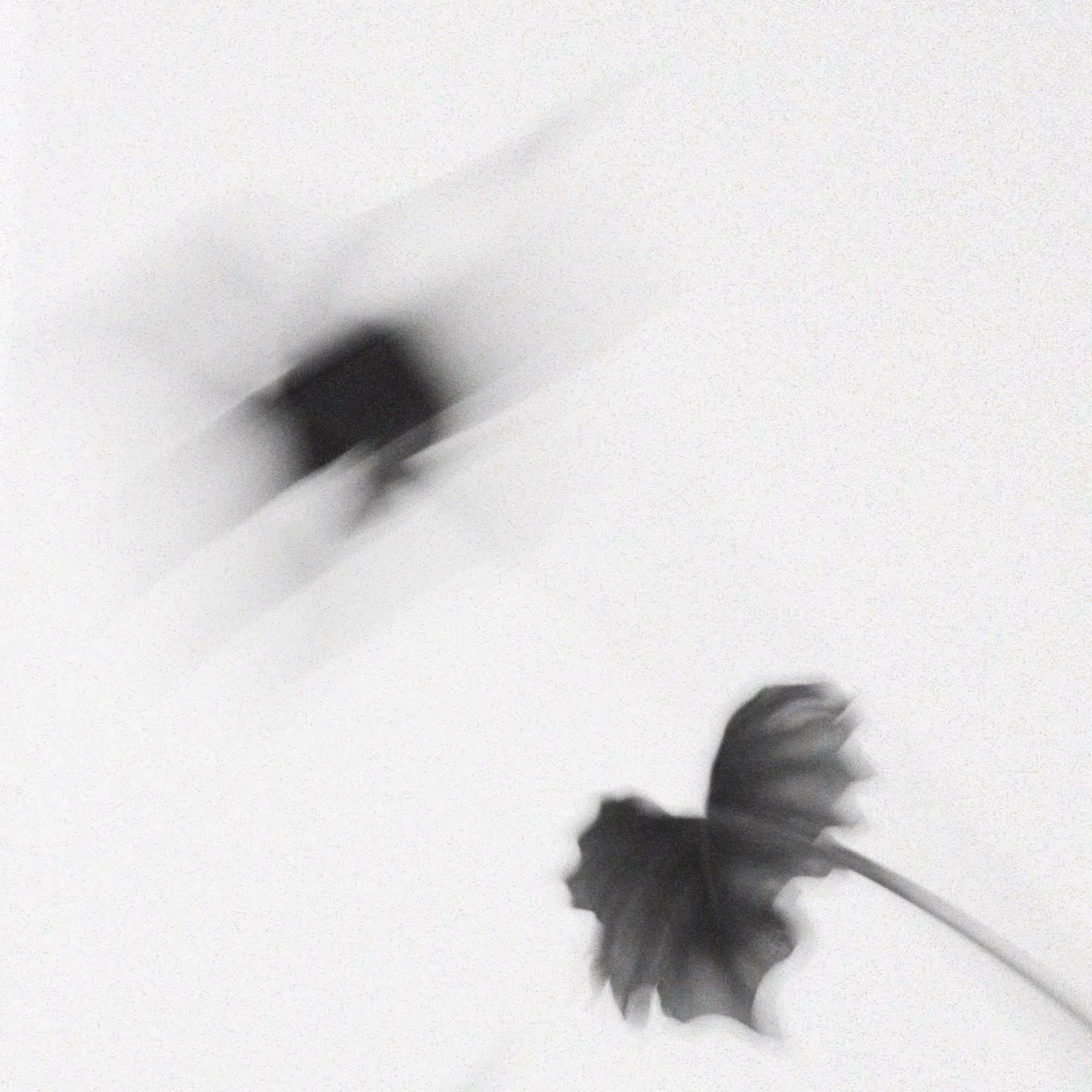 Филодендрон Ксанаду