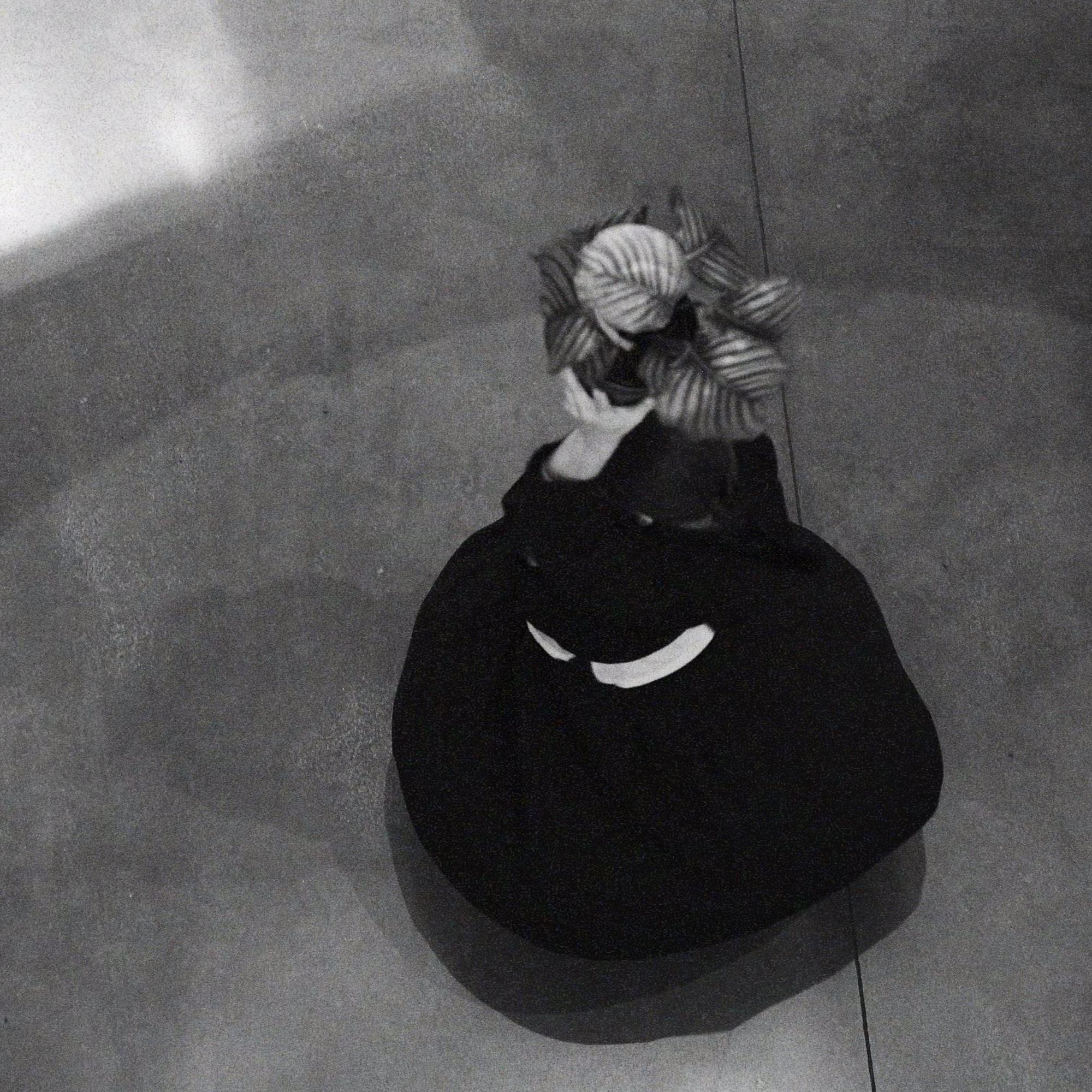 Калатея Орбифолия