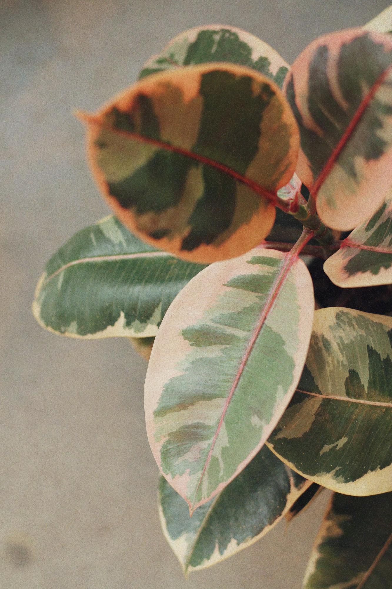 Фикус Тенеке