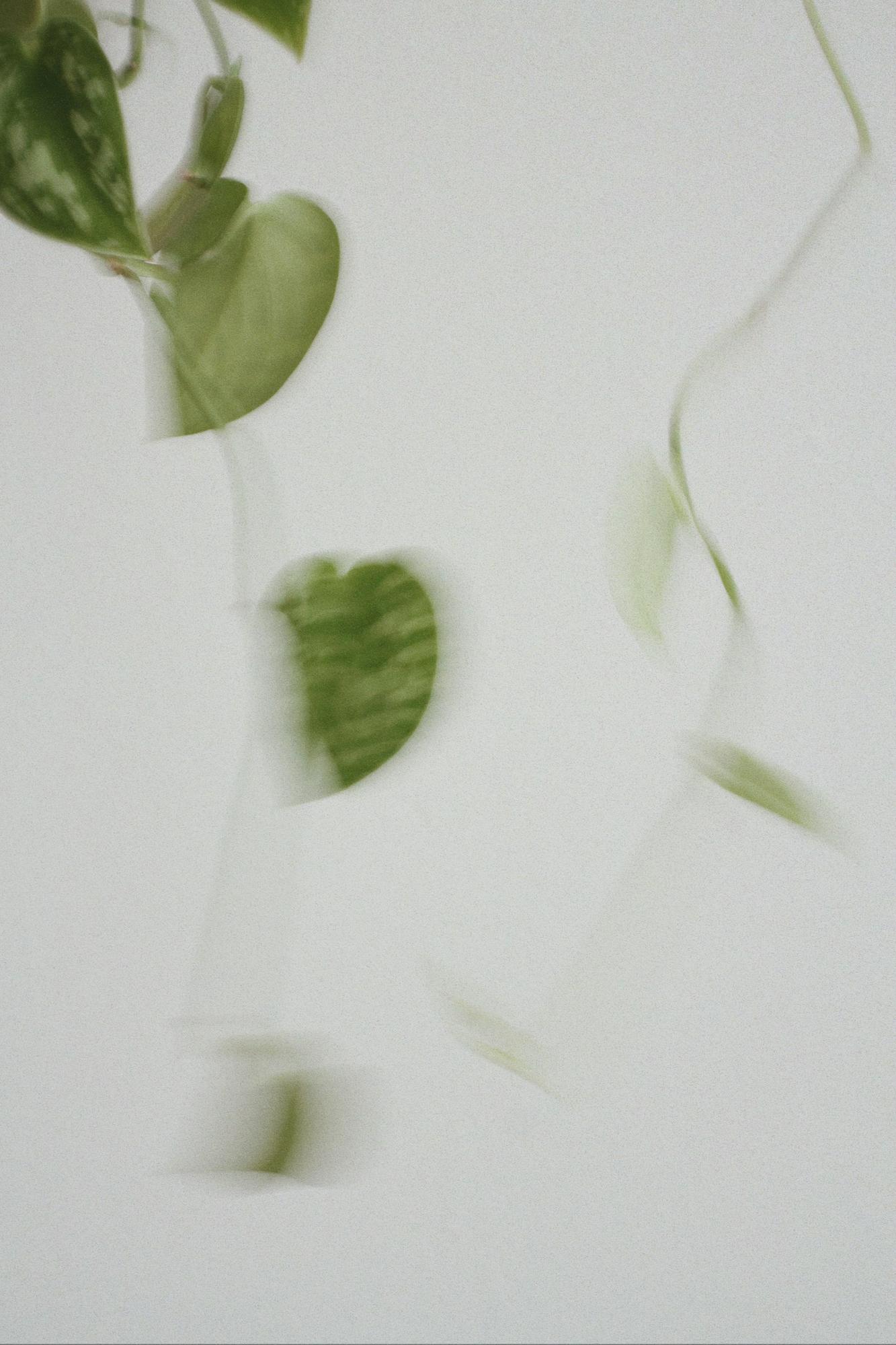 Сциндапсус ( Эпипремнум)