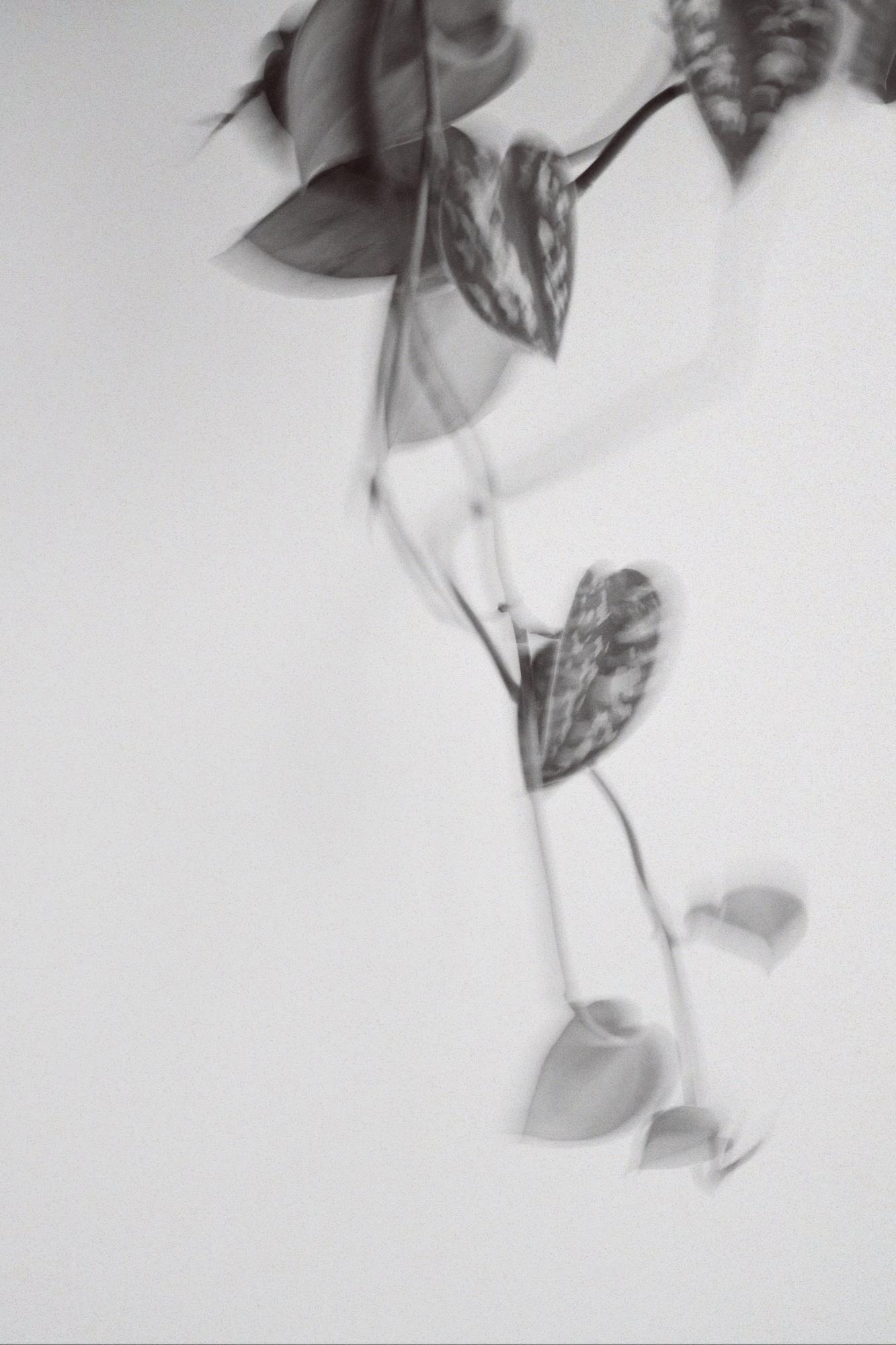 Сциндапсус ( Эпипремнум)