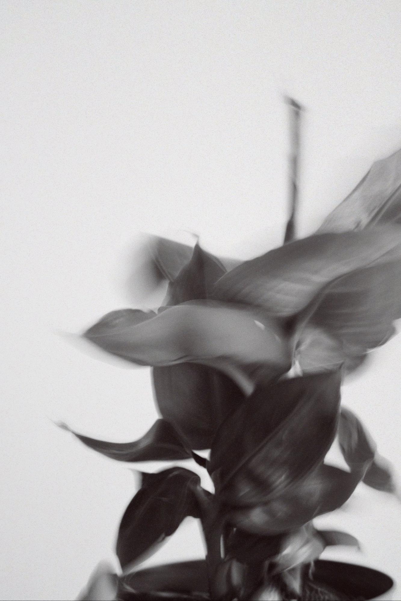 Банан Тропикана