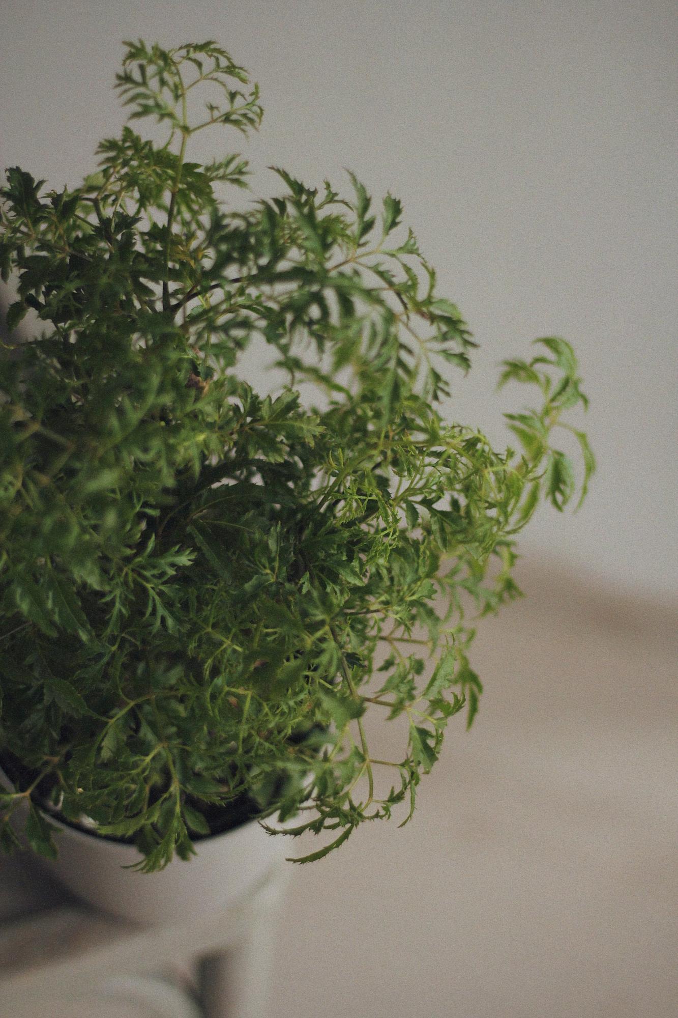 Полициас Минг