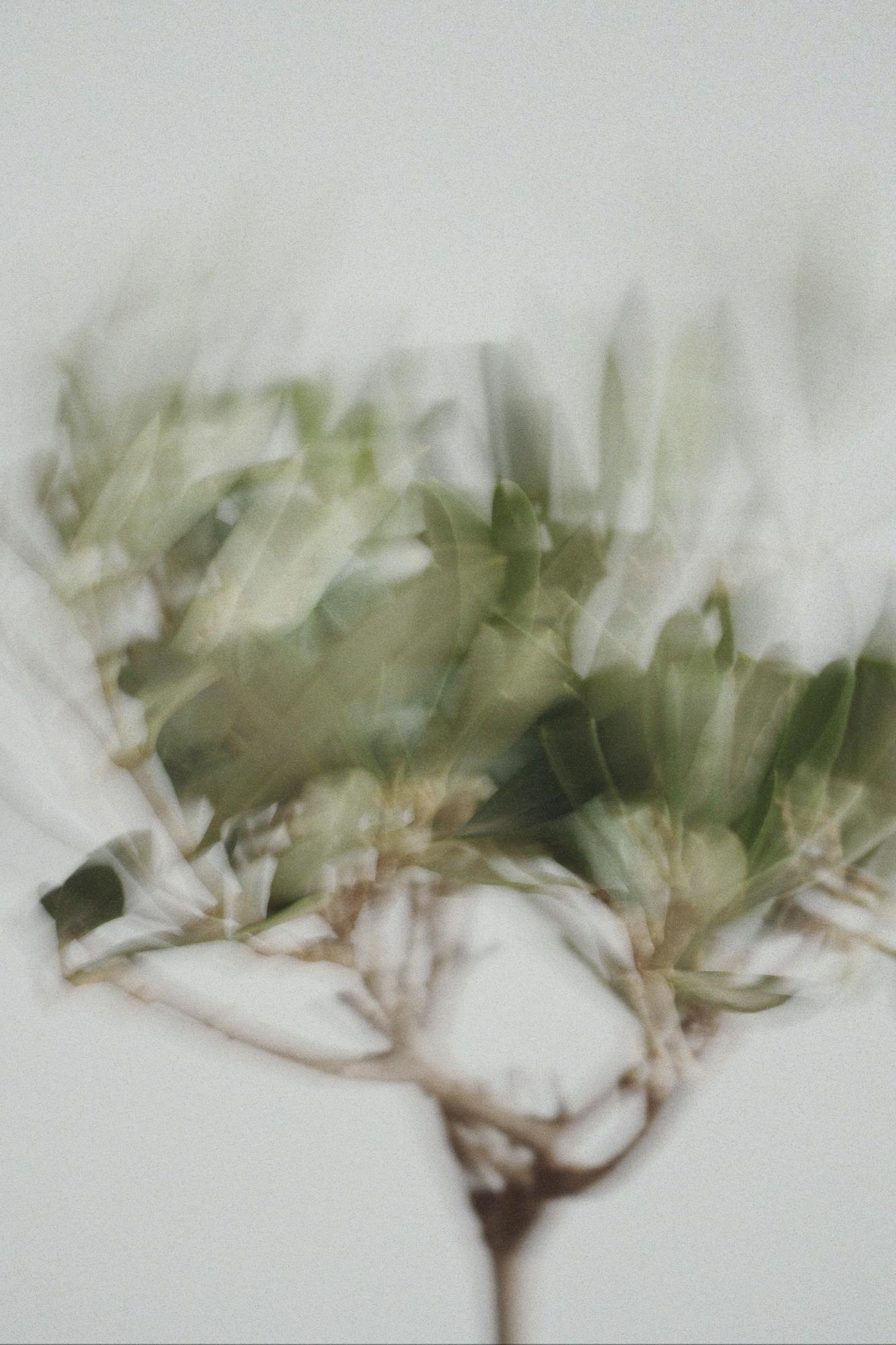 Оливковое дерево